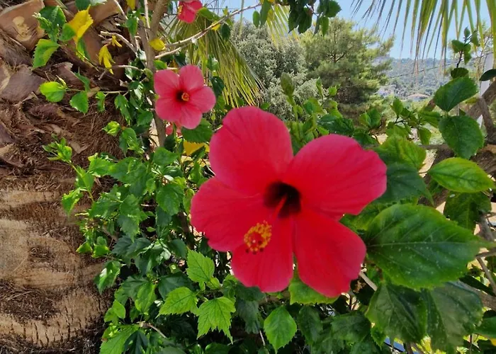 Vila Brise Marine - With Sea View In Faralya